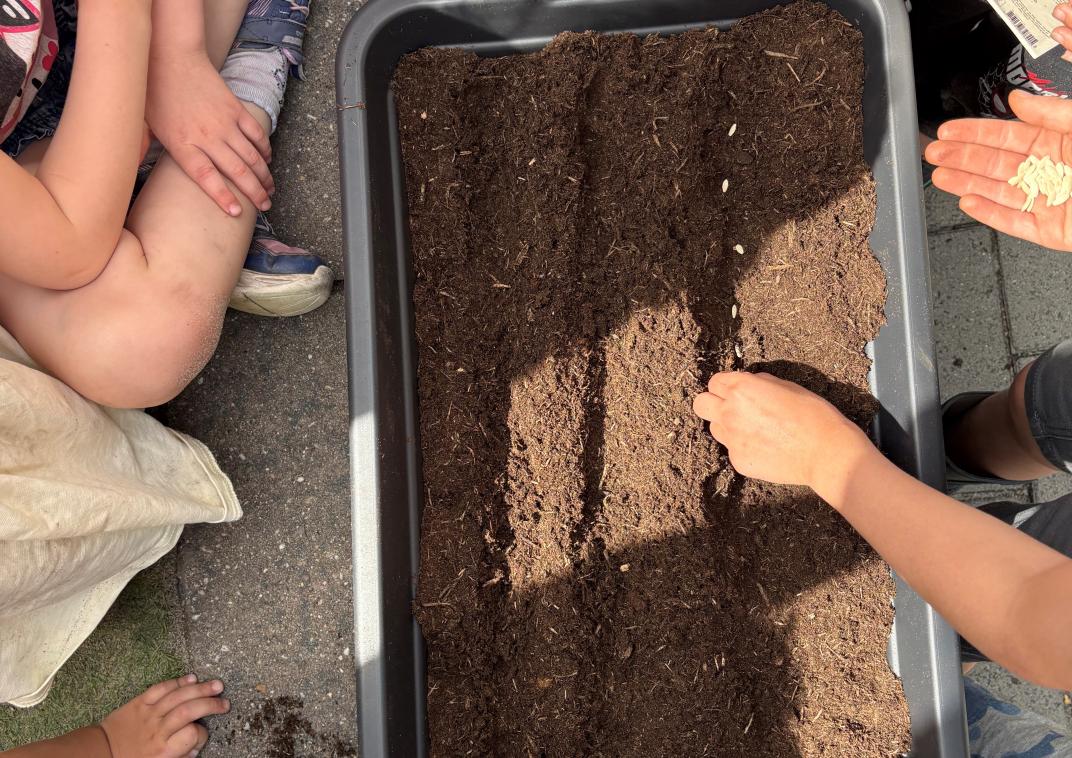 Zaadjes planten